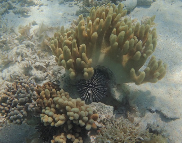 Sea urchin and soft corals, Pangaimotu